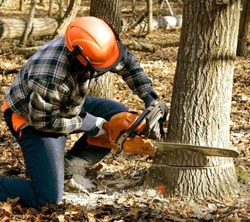 Tree Removal in Kilbourne, LA